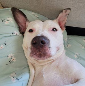 Meet your Posher, Shanna